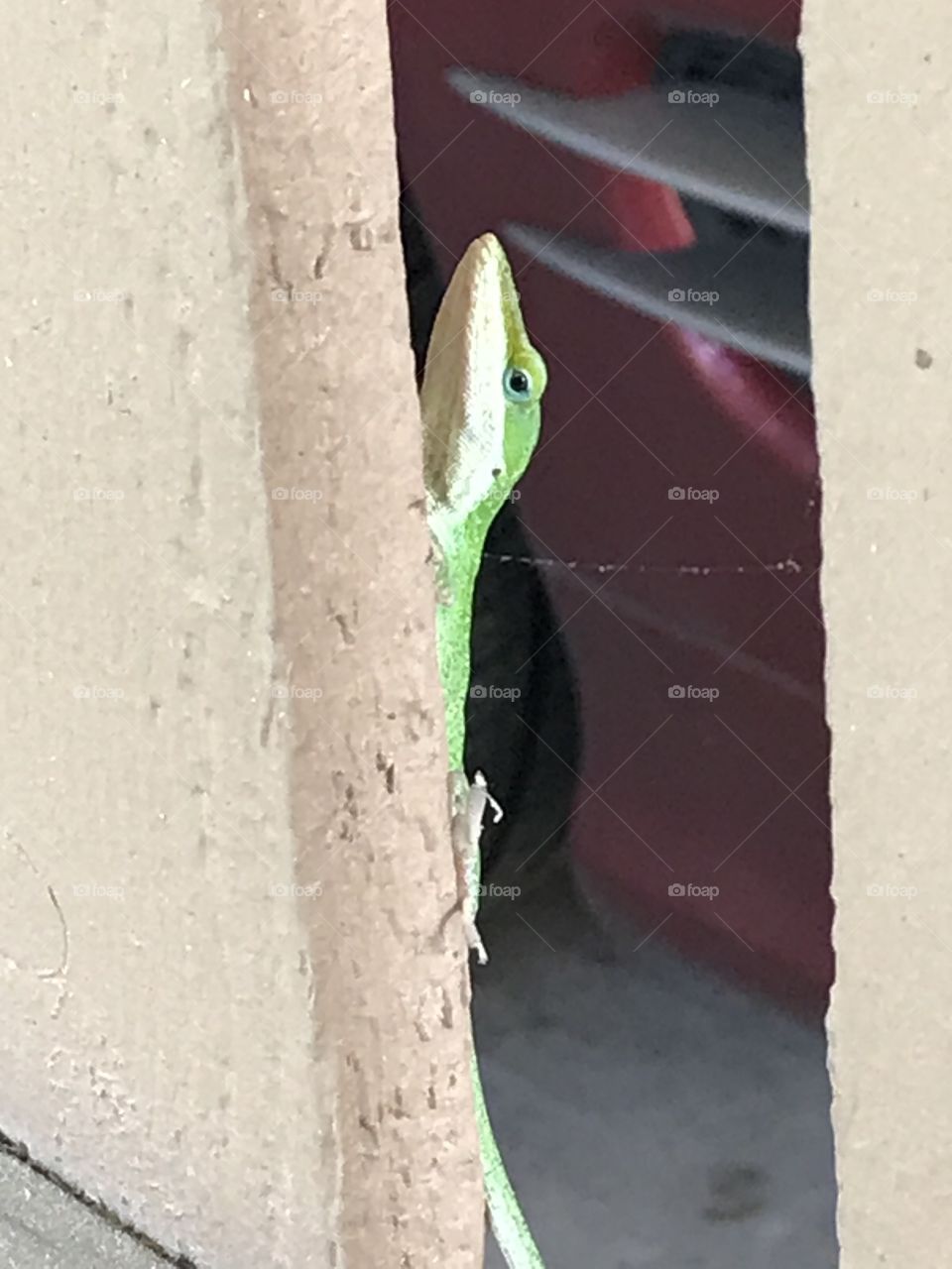 Gecko