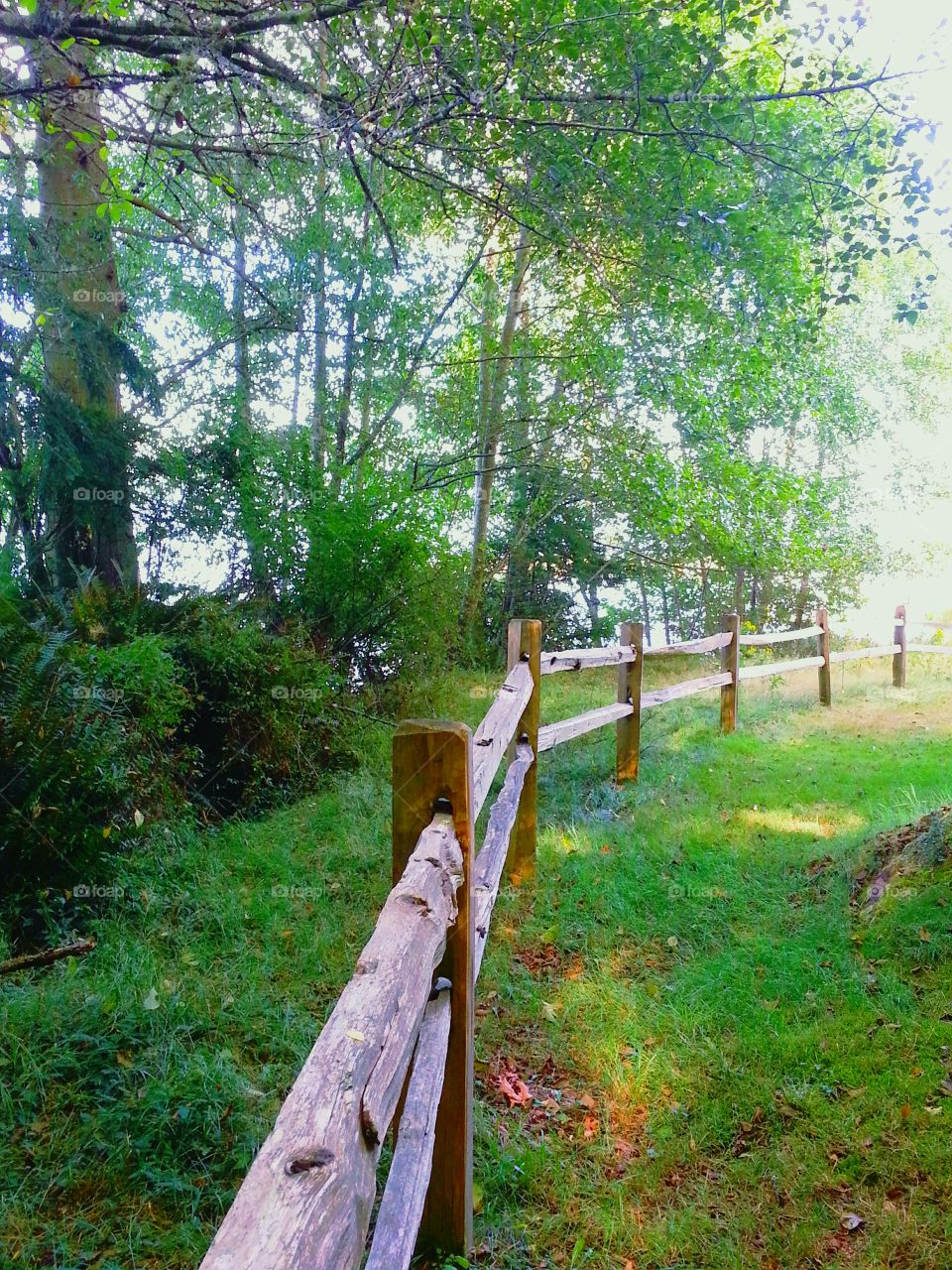 Wooden Fence