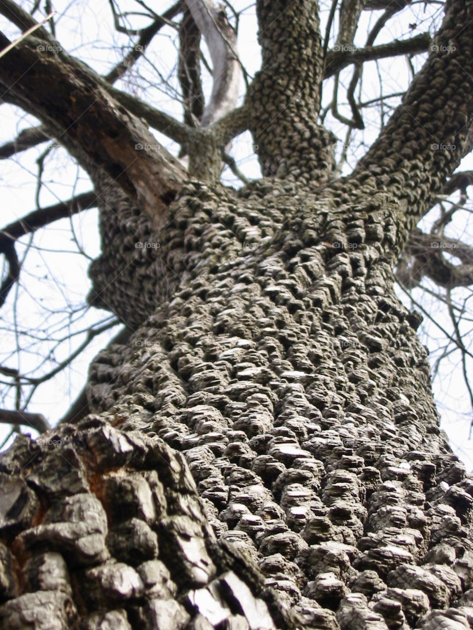 Persimmon tree