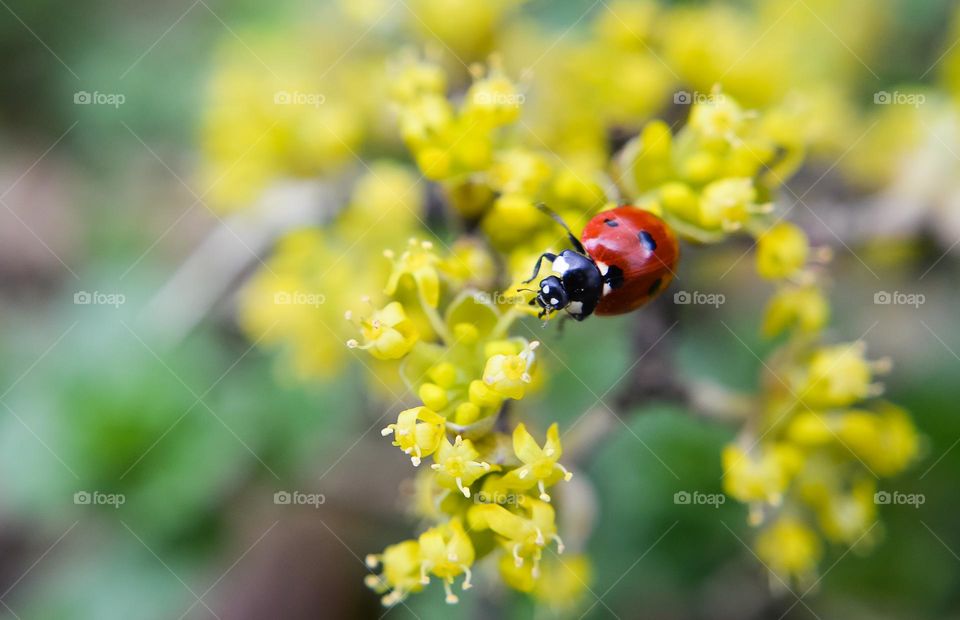 Ladybug