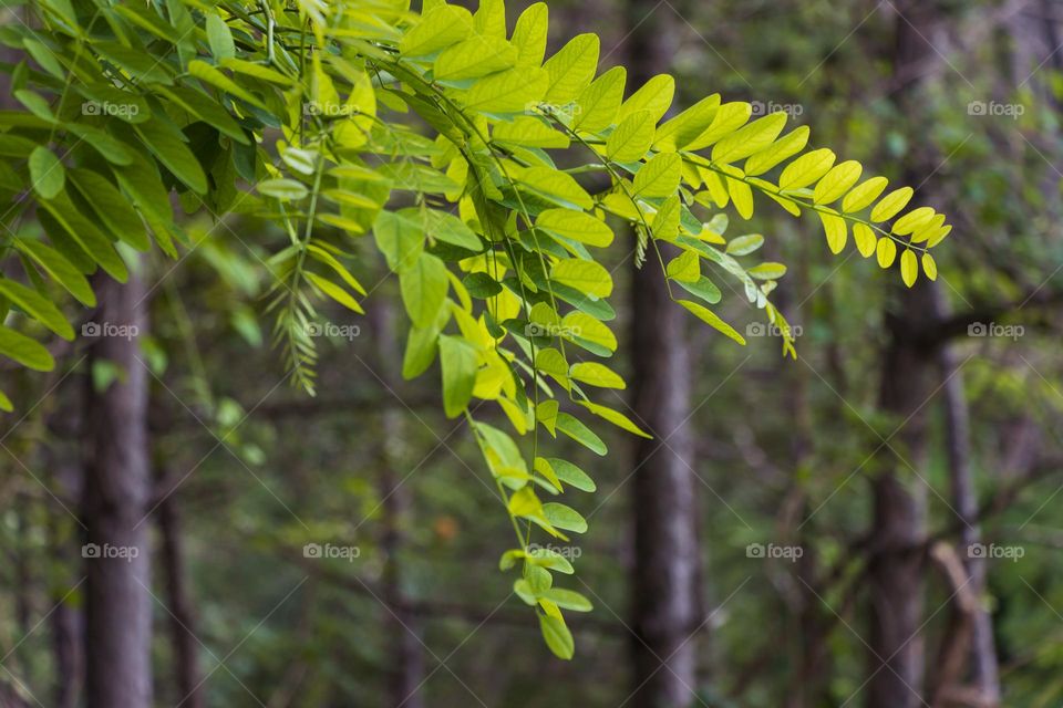 Deciduous trees