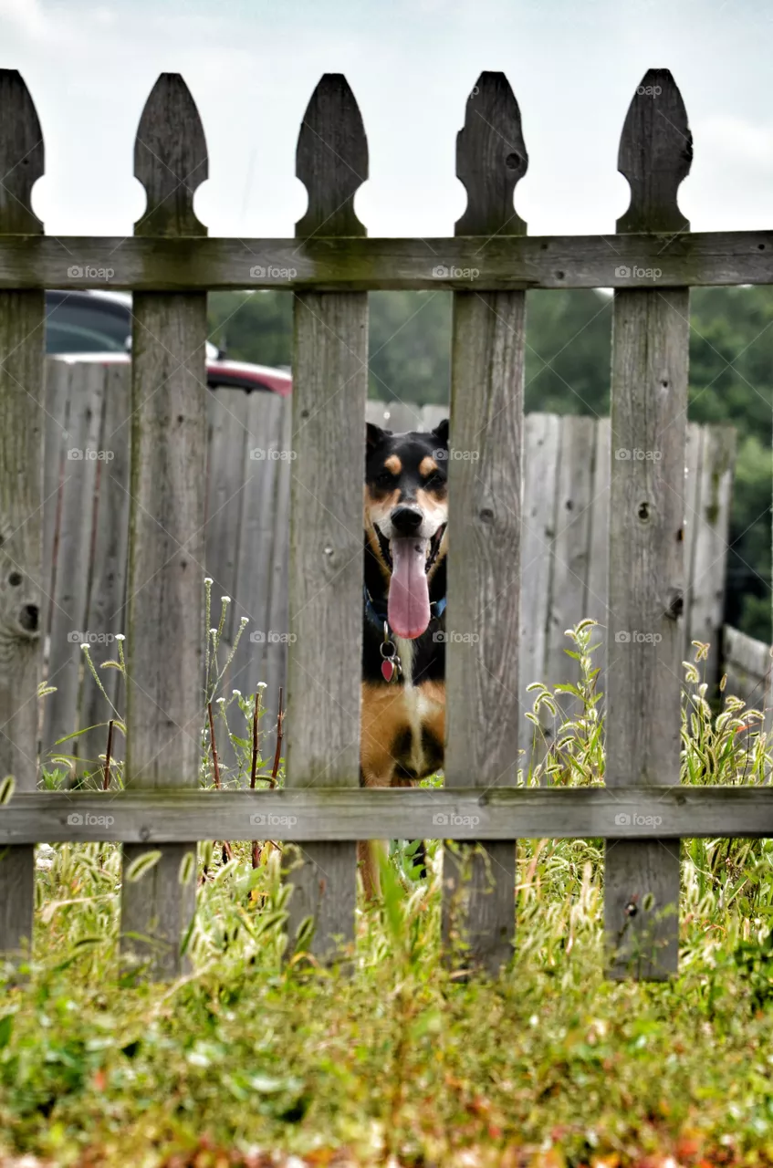 fence