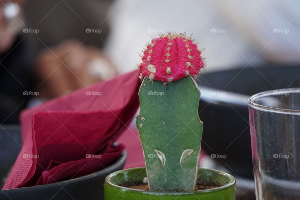 Cactus color planta rojo