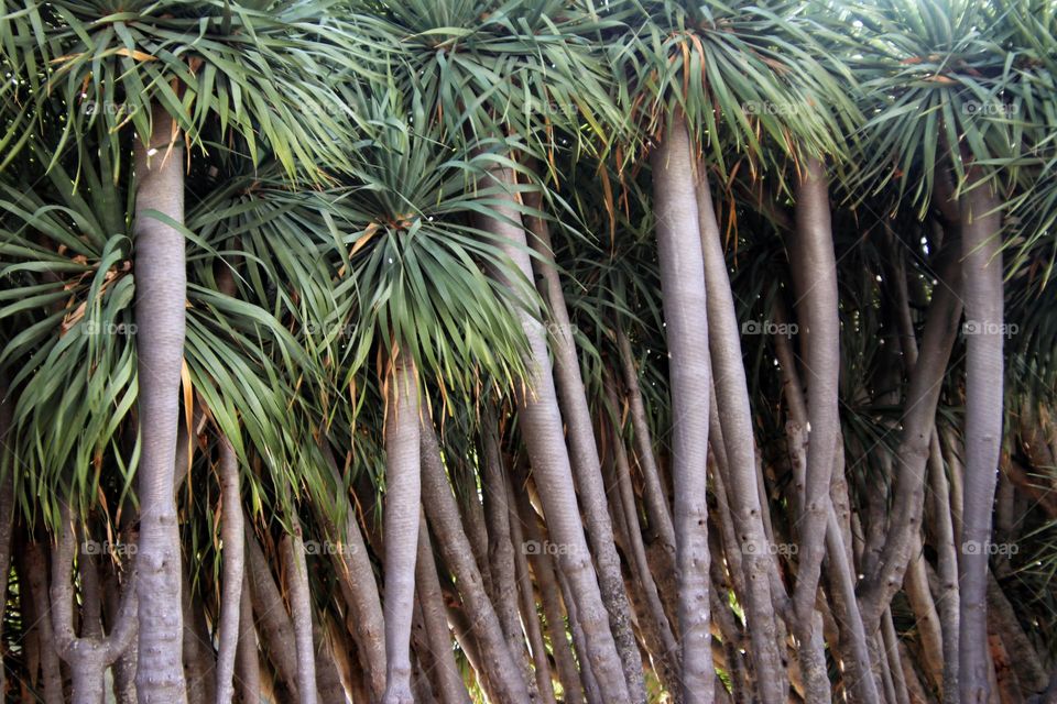 View of a tropical forest of dragon trees on La Palma