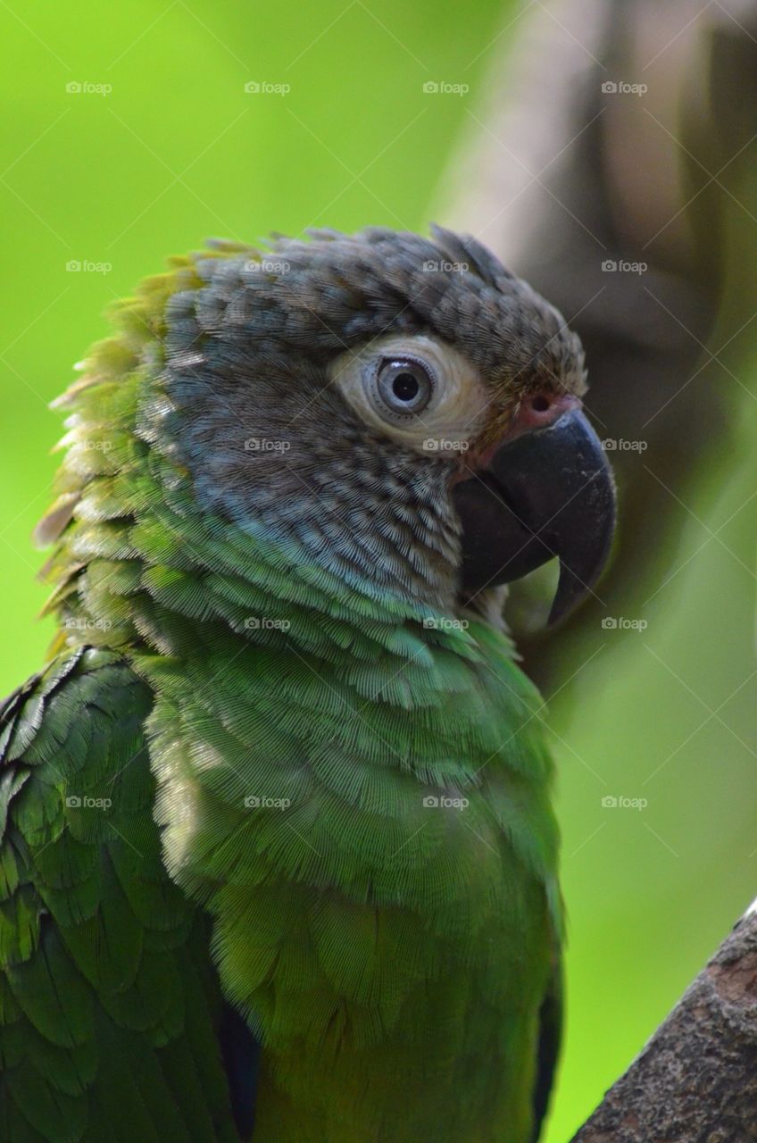 Green Parrott