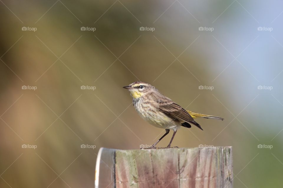 Palm Warbler