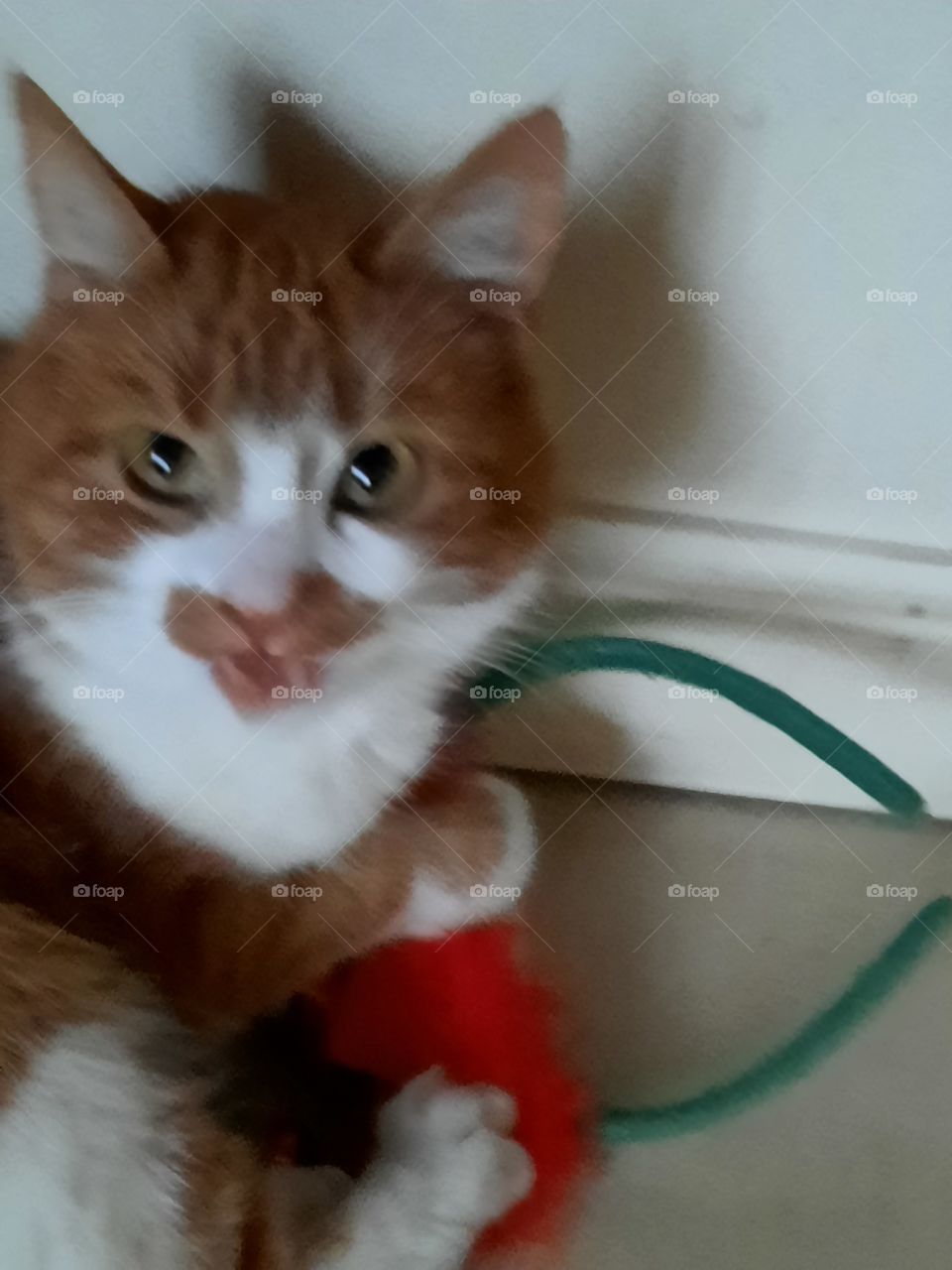 ginger cat playing with and smiling at elf's hat