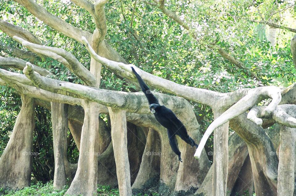 zoo monkey swinging howler by militantrubberducky