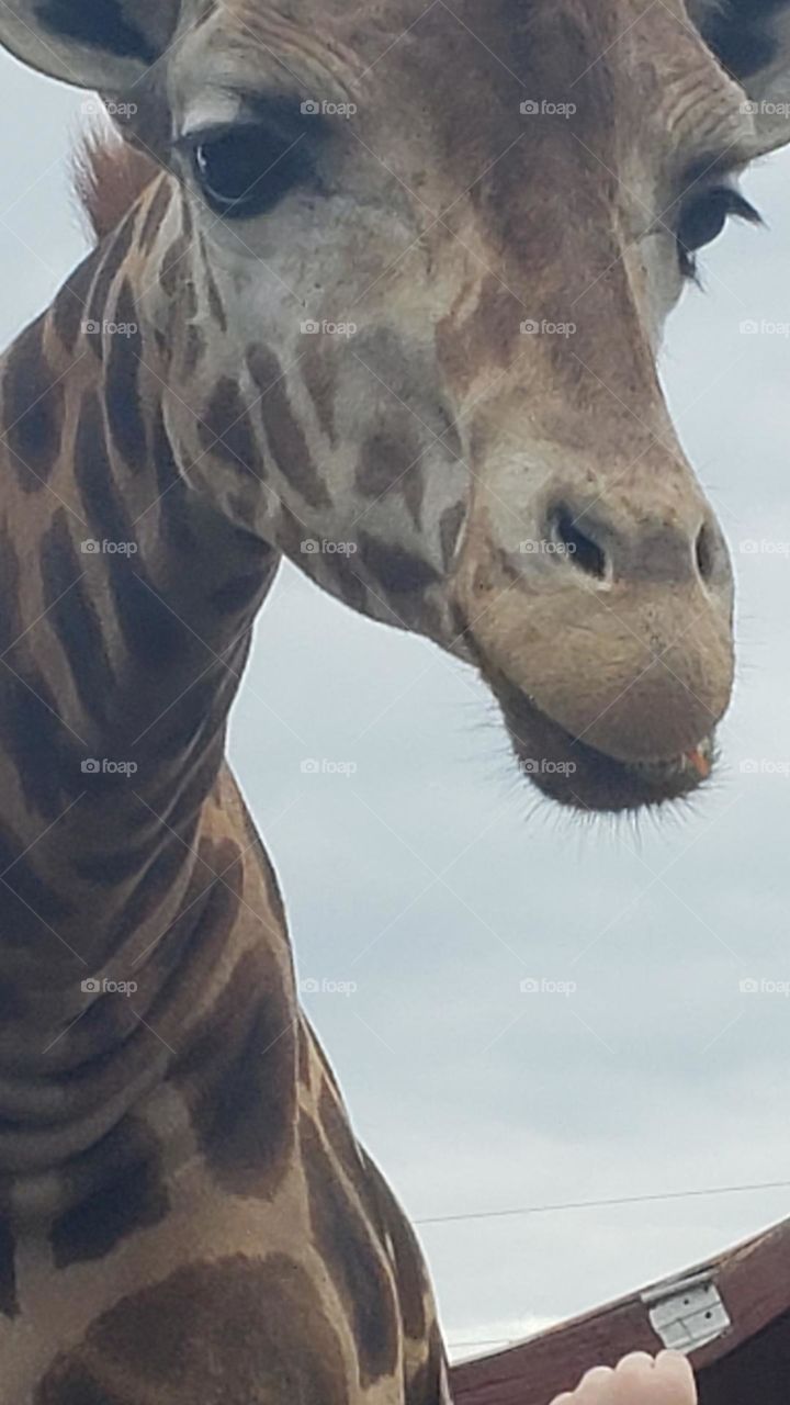 This guy had a pensive look on his face. He enjoyed interaction but had a sadness about him. So beautiful