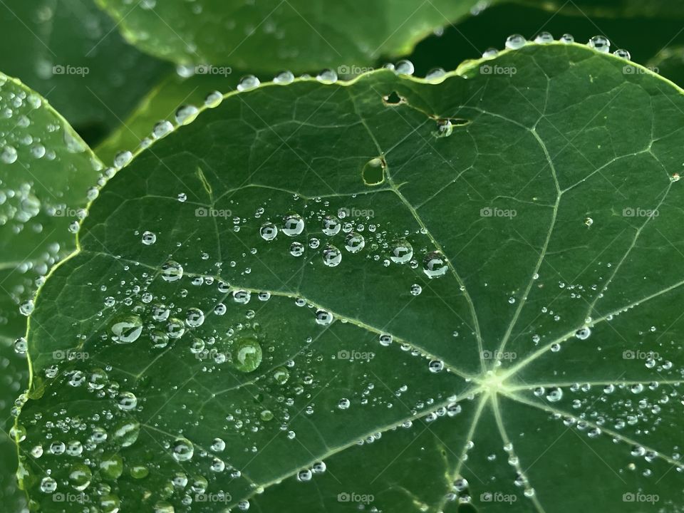 Rain rainy weather plant leafs water bubbles raindrops rain droplets outdoors nature green Greenery wet rainwater rainfall dew dewy dewdrops moisture plants 