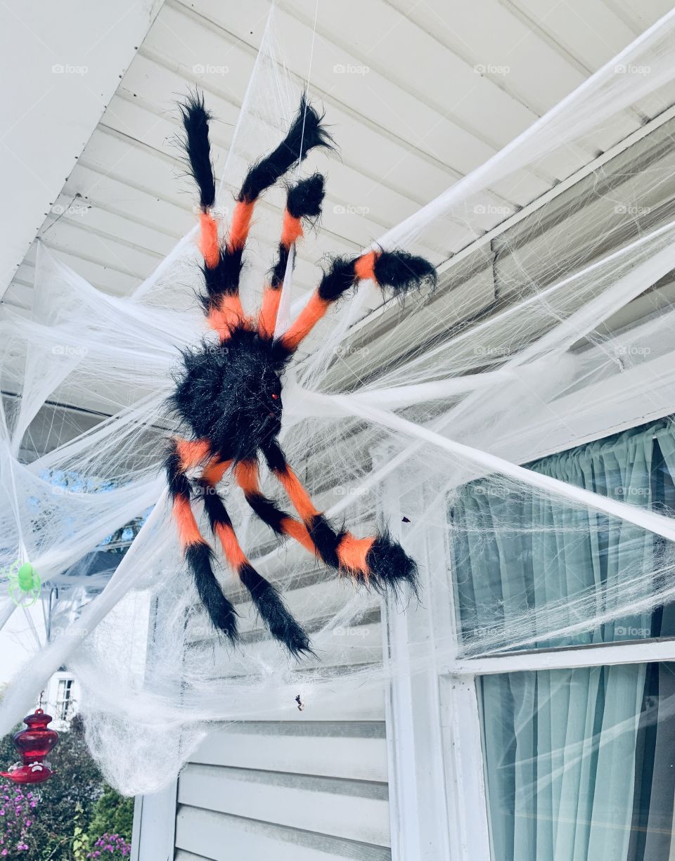 Big, scary spider