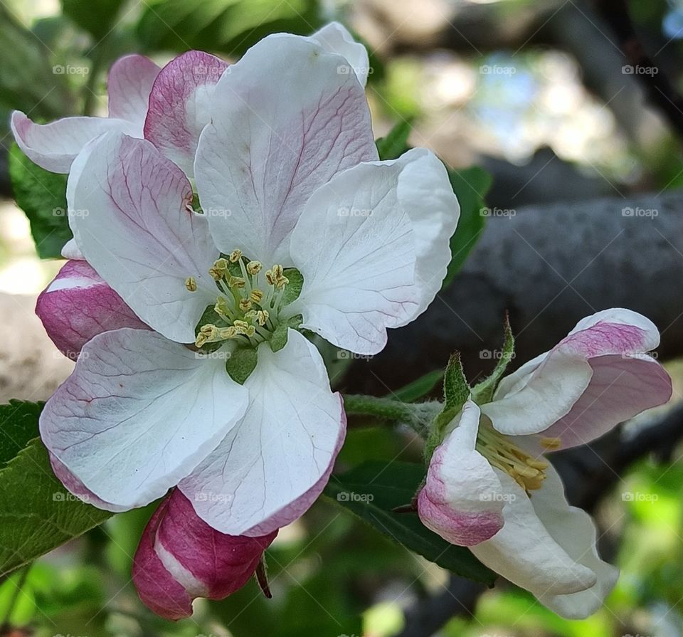 Beautiful bloomed Pollen in Commencement of Summer season in Kashmir valley called Paradise on Earth (Apple town Shopian Kashmir) J&K...