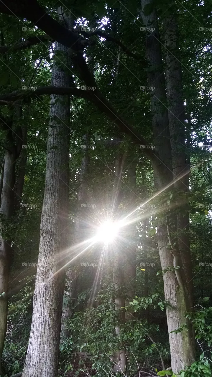 Wald