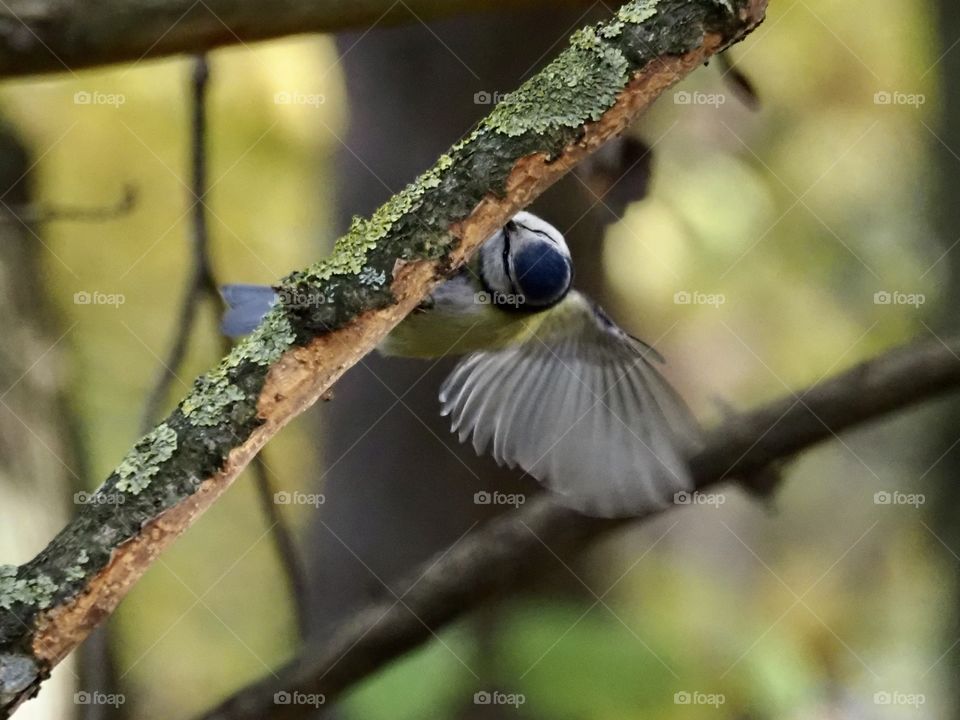 Blue tit