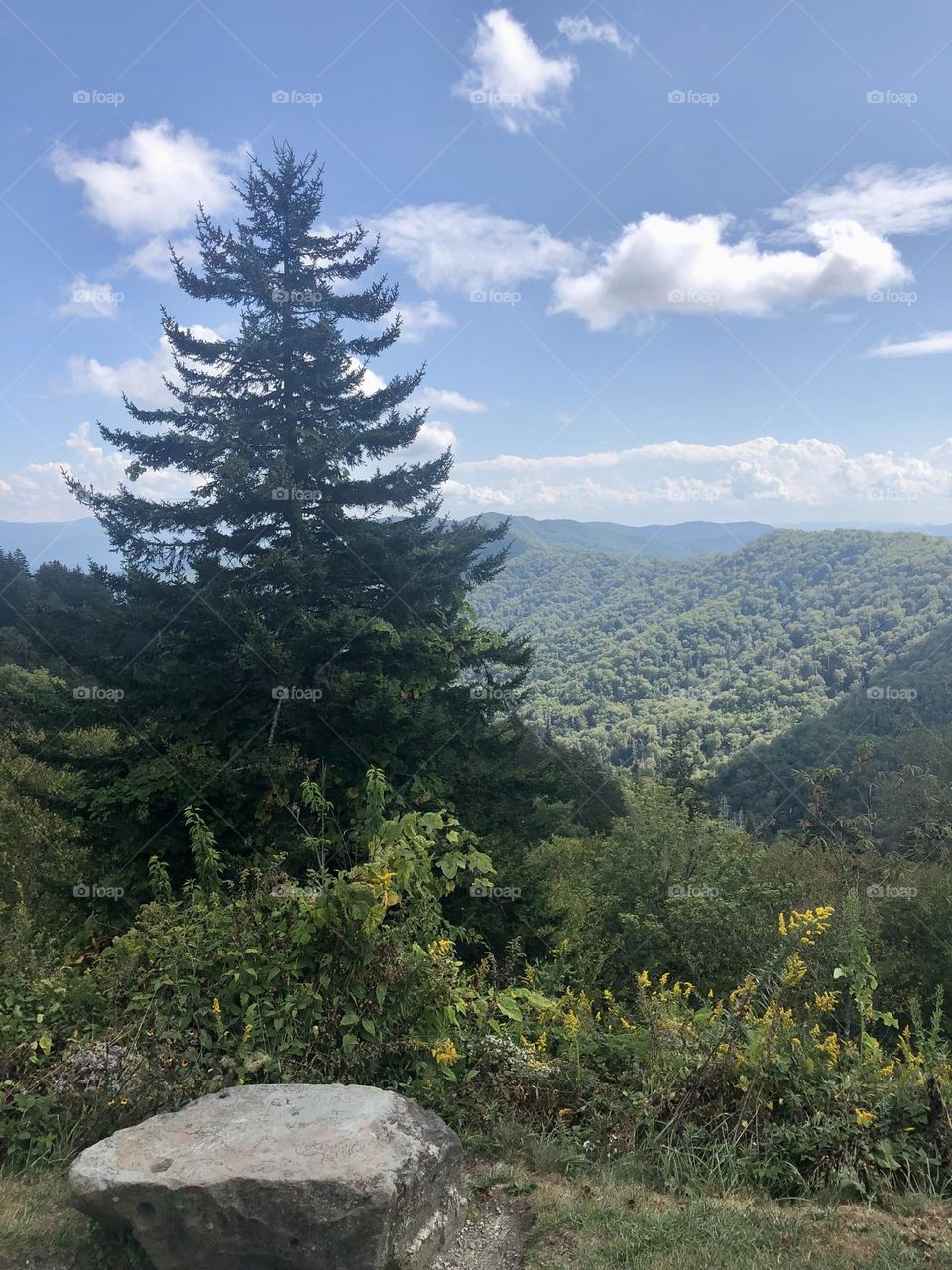A Gorgeous View looking out over The Great Smoky Mountains National Park with plants and trees native to the area. 
