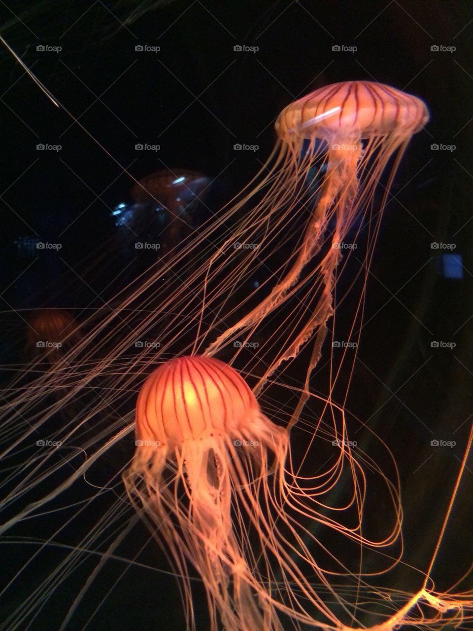 Jellyfish