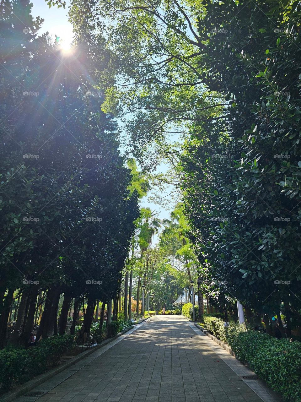 Urban plants of trees along the path on a sunny day