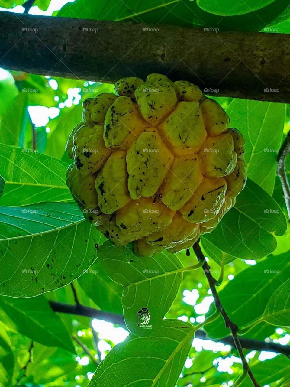 Glory be to God, the magnificent and picturesque view and the natural green trees are a view that is nothing more wonderful than it