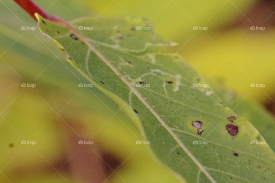 Summer green leaf