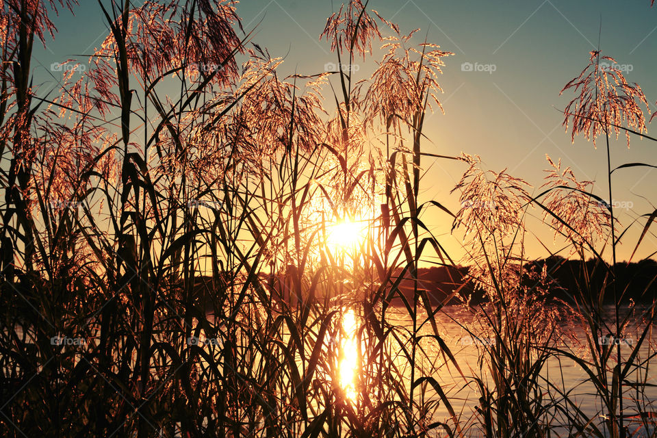 Captivating Illuminating Sunrays! 
It is a dazzle with splendor and a soul-swelling experience to capture brilliant sunrays! Between the gaps of the tall grasses, lances of molten gold beams splash through the atmosphere and onto the earth!