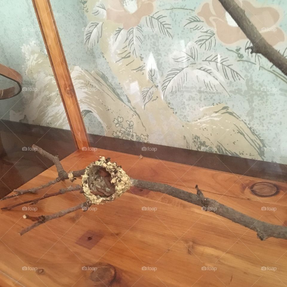 Humming bird nest 