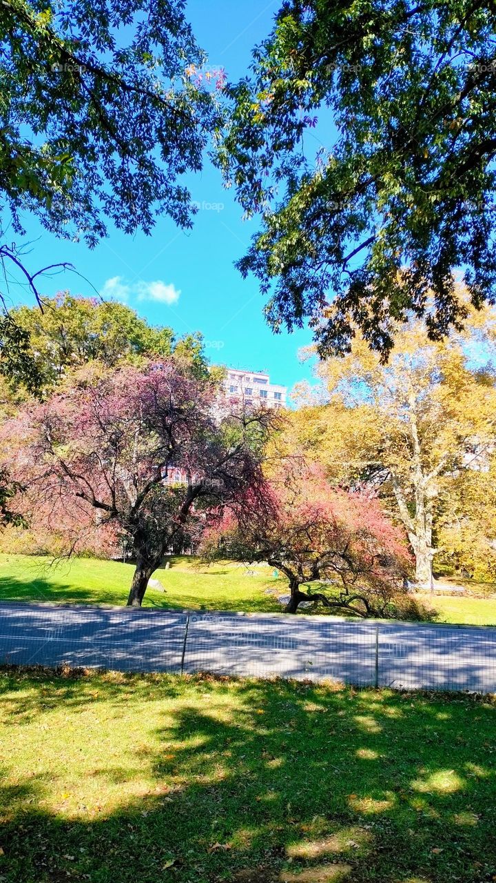 Fall Colors in Central Park