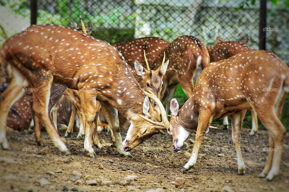 Deer fighting from Zoo Mumbai