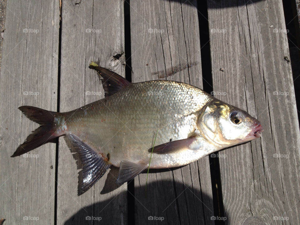 sweden wood fish eye by hkjohan