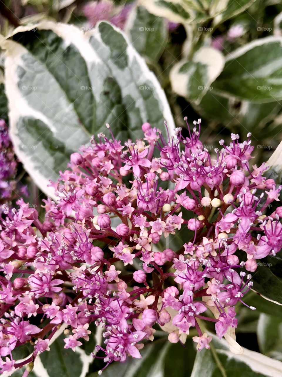 Flowering shrub with gray-green leaves