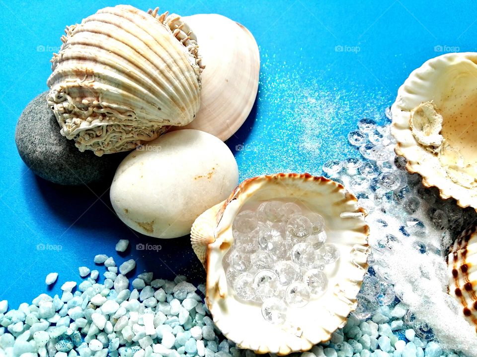 Seashells on blue background