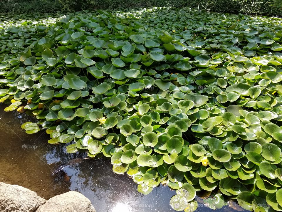 Lily pond