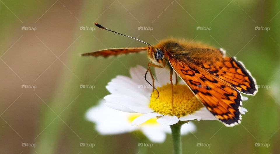 Spring butterfly