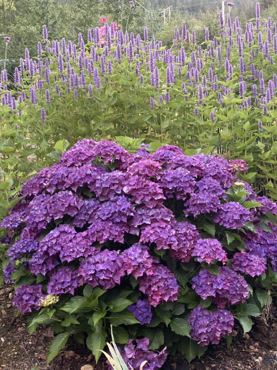 Hydrangea