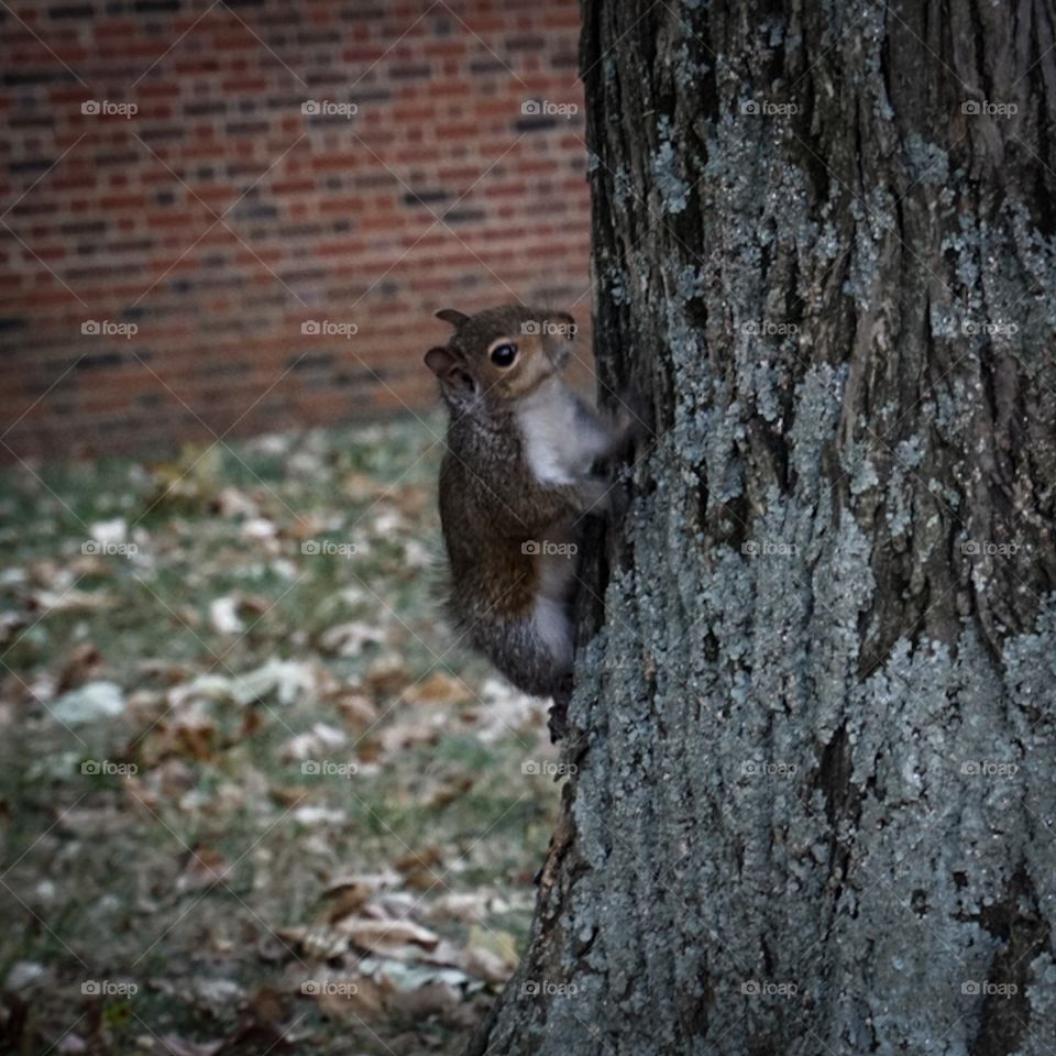 Squirrel