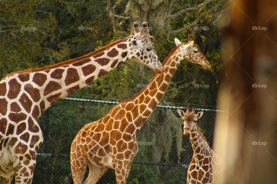 Giraffe family 