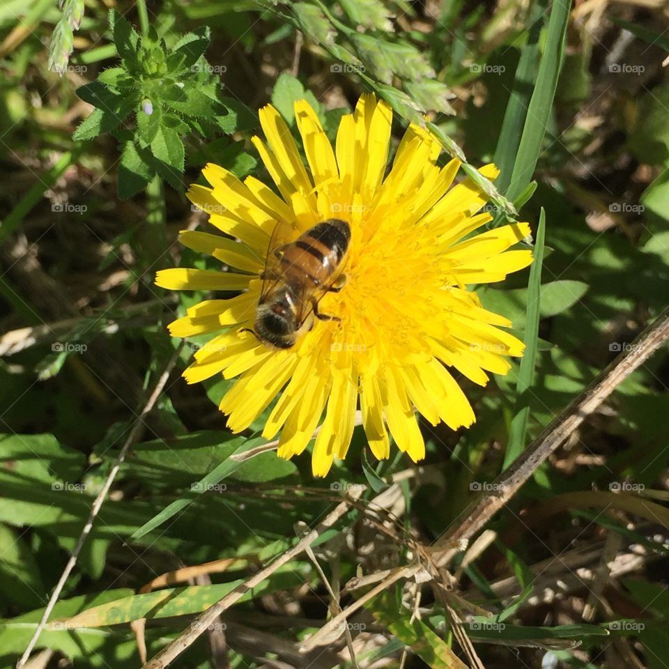 Bee & Dandelion