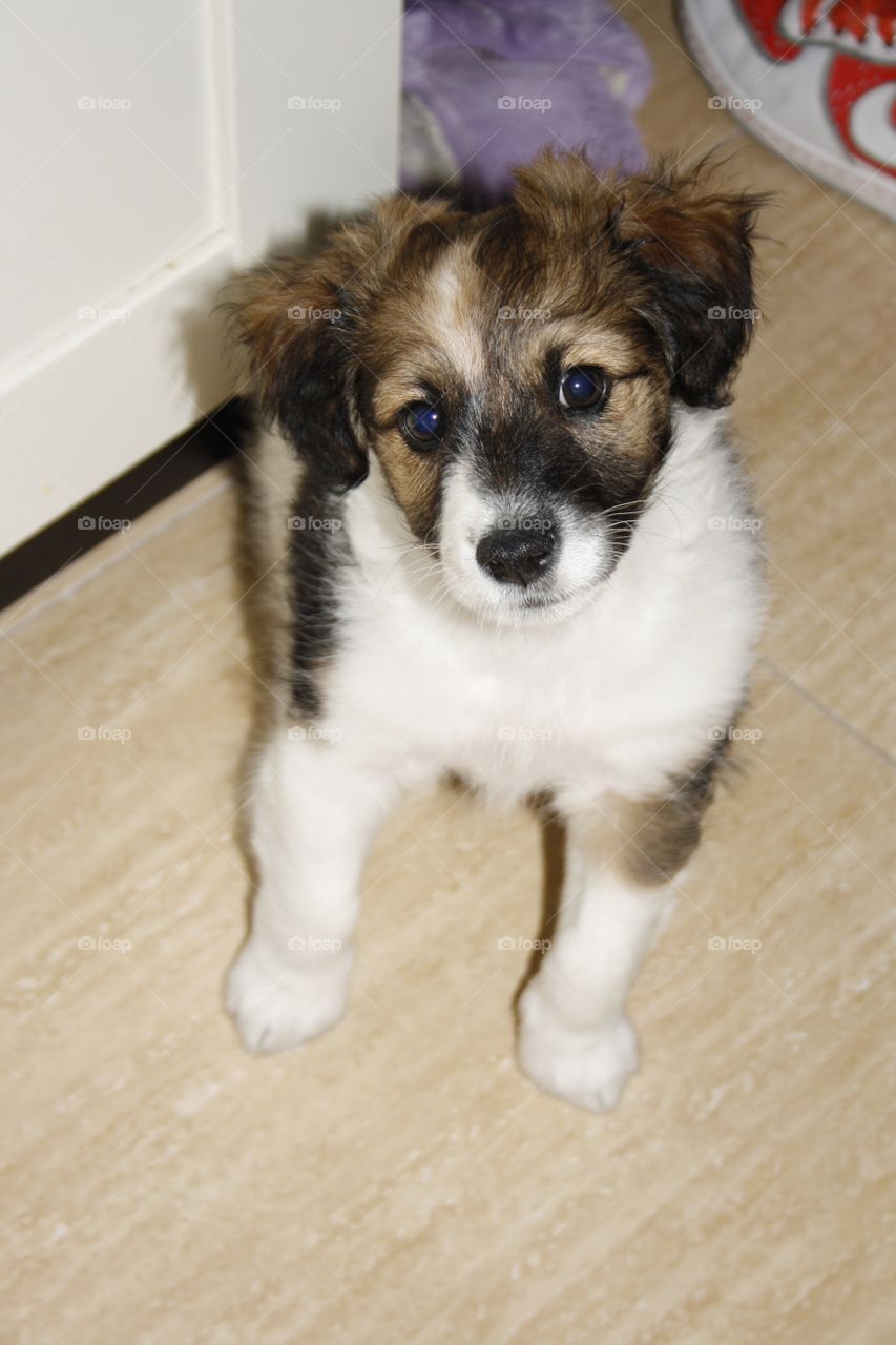 This is my puppy. Here he was only one month and two weeks old. We adopted him at that age. Your first day at home.