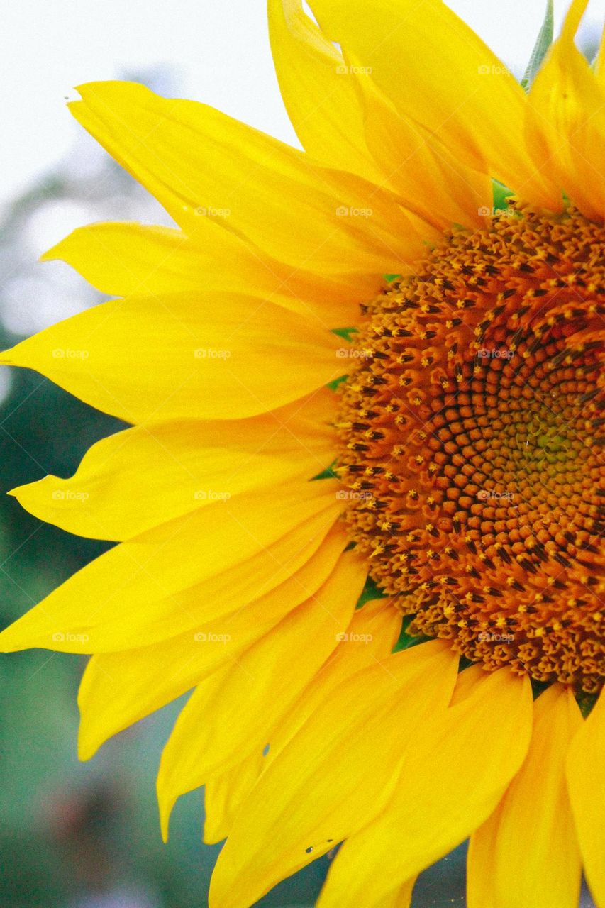 sunflower closeup