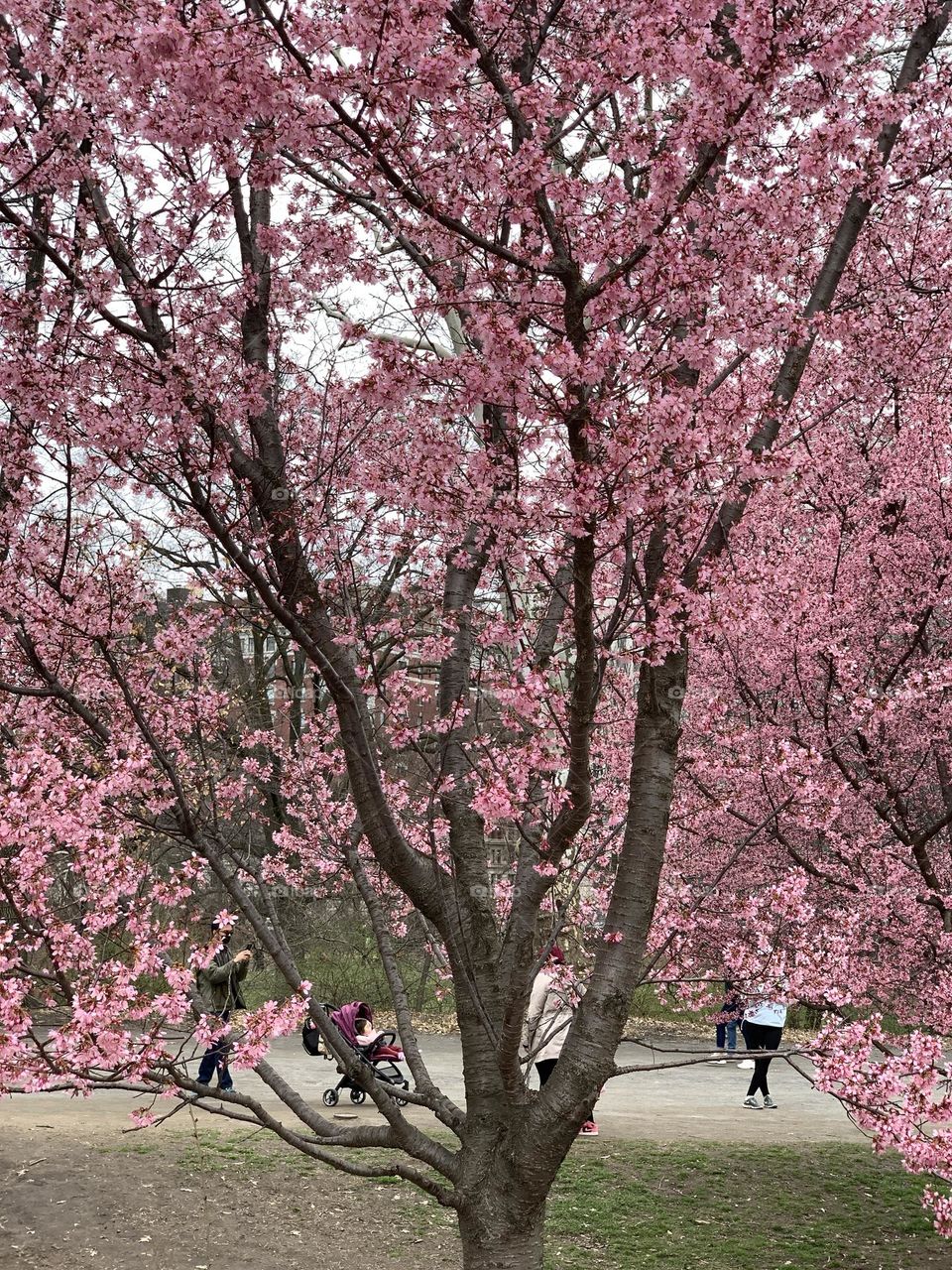 Cherry blossoms in Central Park 