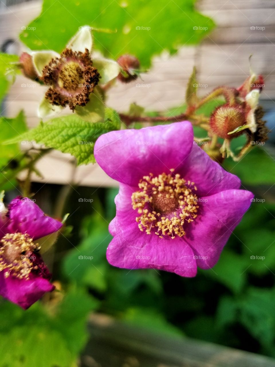 Flowers on a wood fence
