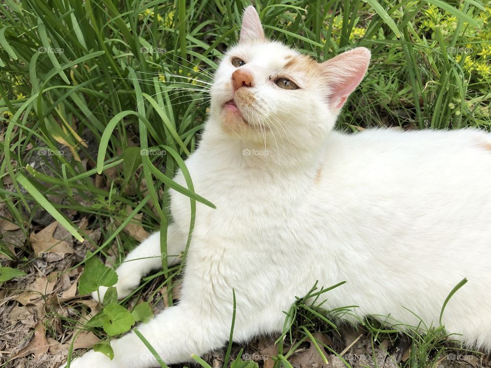 Kitty in garlic chives