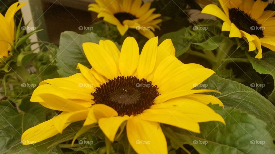 Happy sunflowers