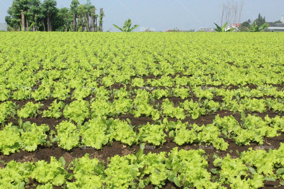 lettuce garden