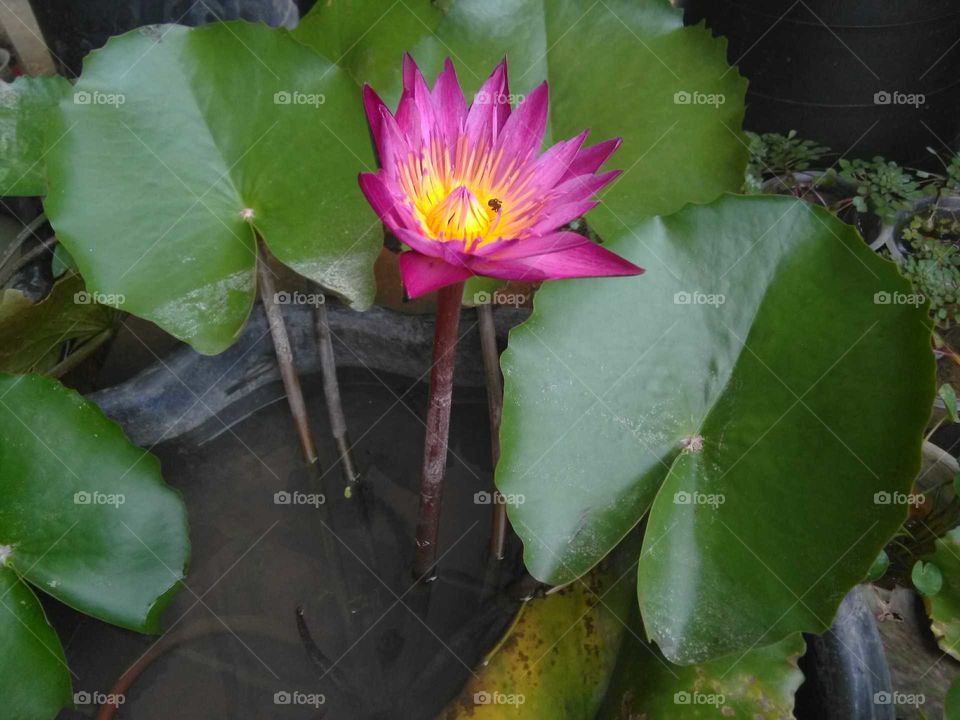 pink lotus