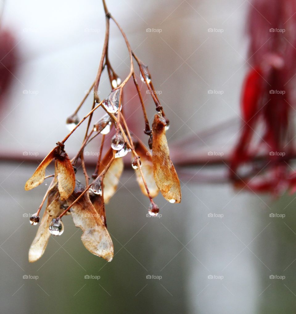 dry seeds remaining on tree that is budding with new flowers and leaves.  waterdrops from light snow.