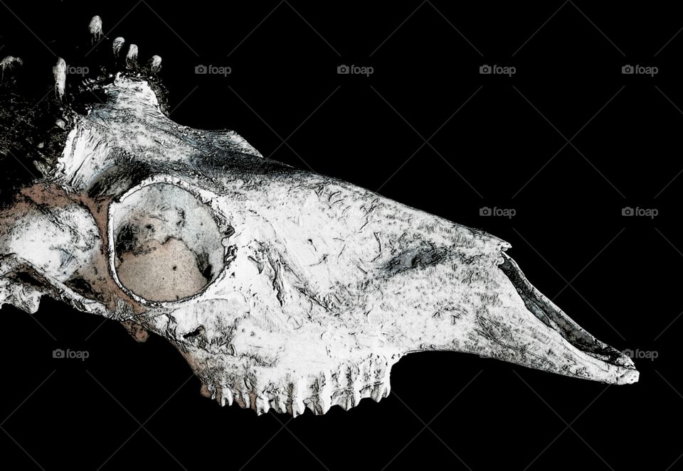 deer skull