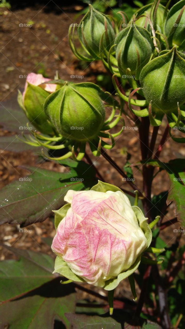 No Person, Leaf, Nature, Flower, Flora