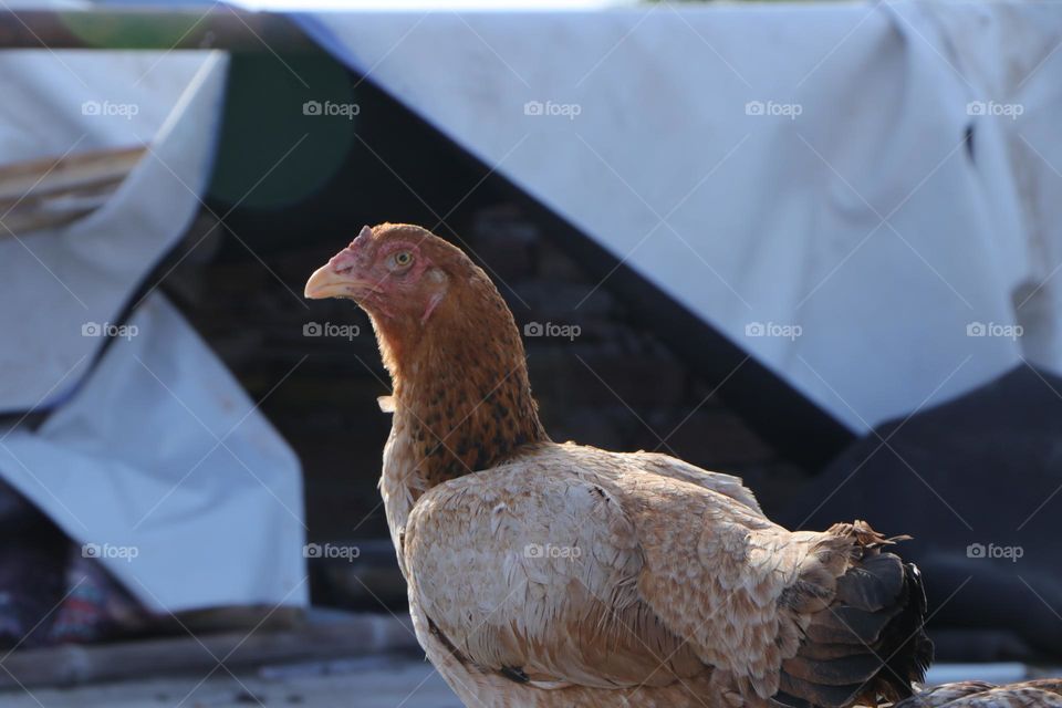 my farm hen sharry with summer morning vibe