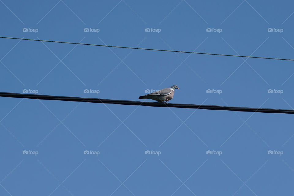 A lonesome pigeon walking along a telegraph wire against a background of a bright blue sky 💙