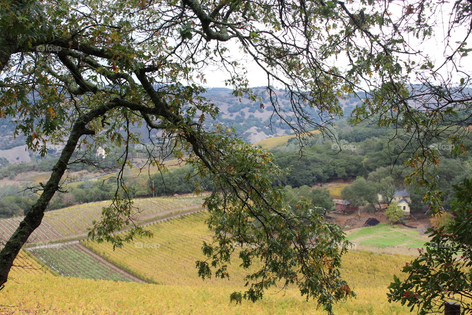 Napa Valley Vineyard 